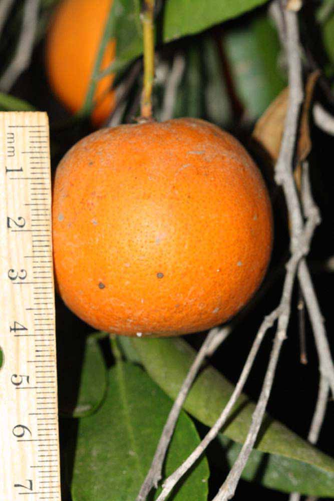            Fruit (Riverside, CA)   